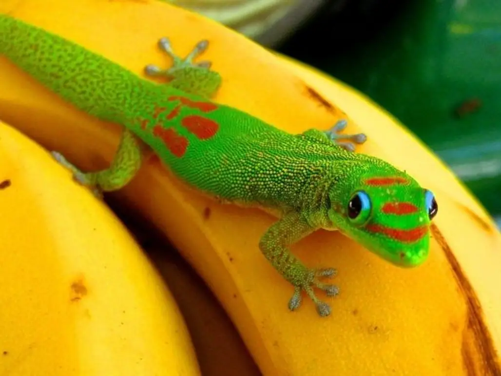 A New Gecko in Madagascar