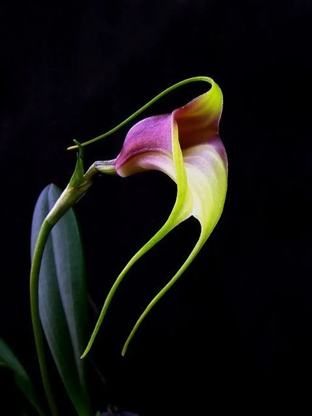 Masdevallia REICHENBACHIANA Orchid