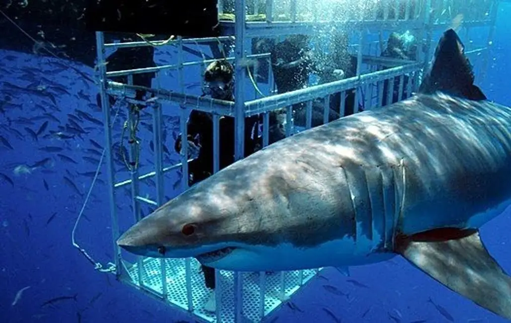 Shark Cage Diving, West End, Grand Bahama Island, Bahamas