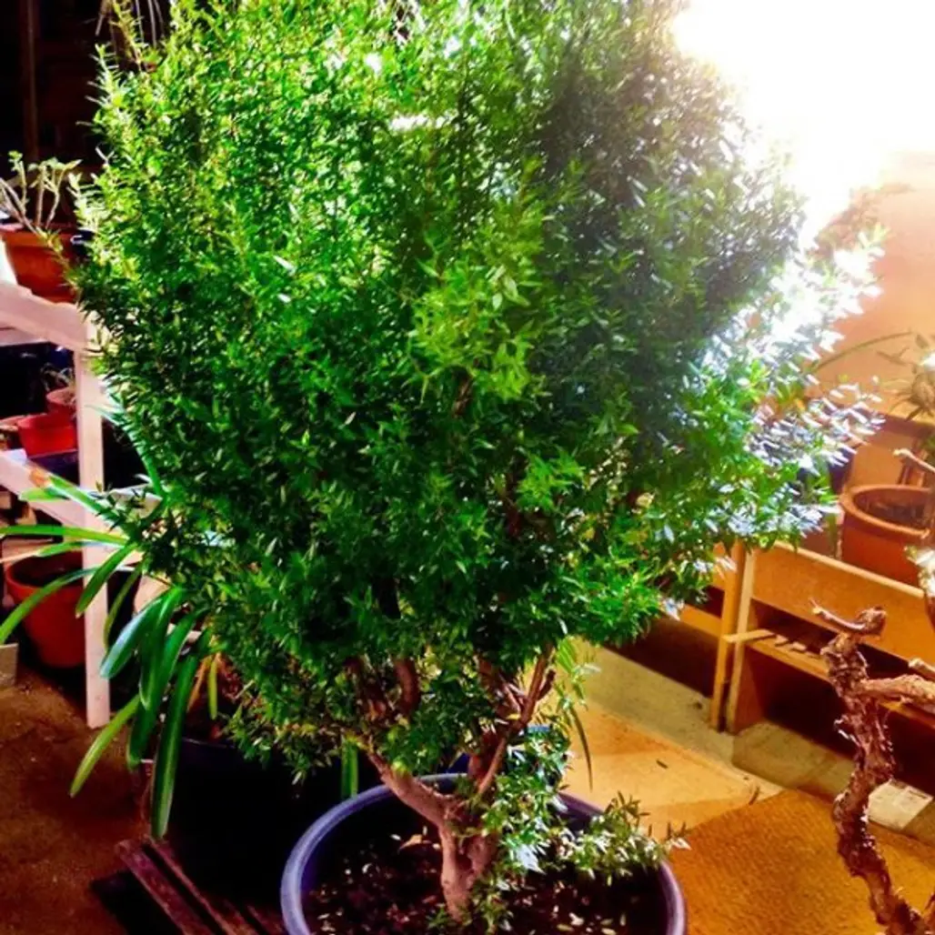 tree, plant, bonsai, houseplant, land plant,