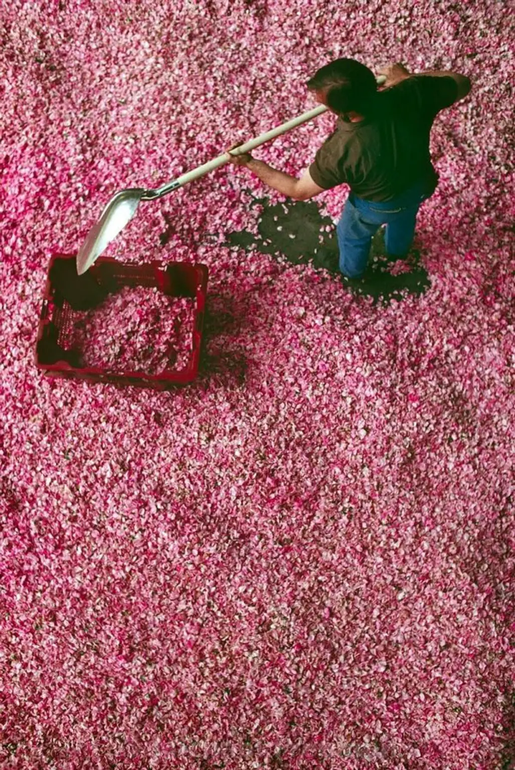 See the Workers Drying Petals for Perfume