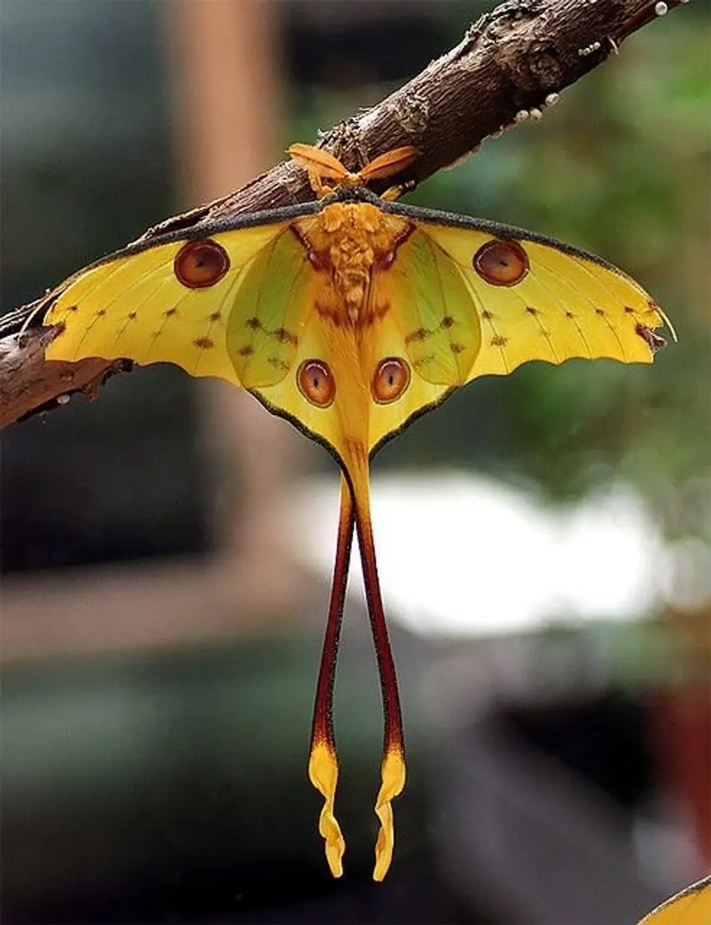 Madagascar Moon Moth