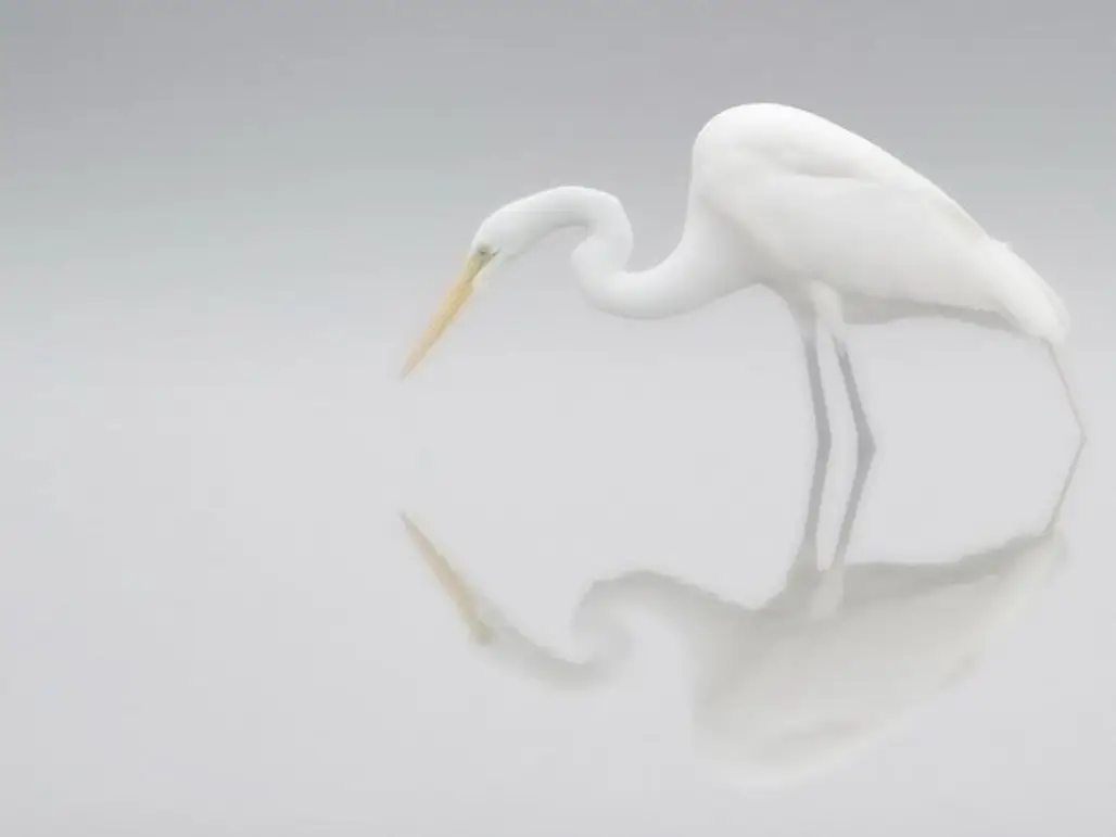 The Elegance of the Egret by Howard Williams