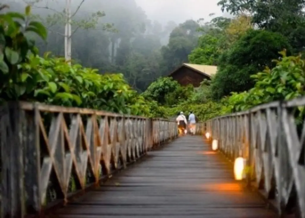 Borneo Jungle Reforestation