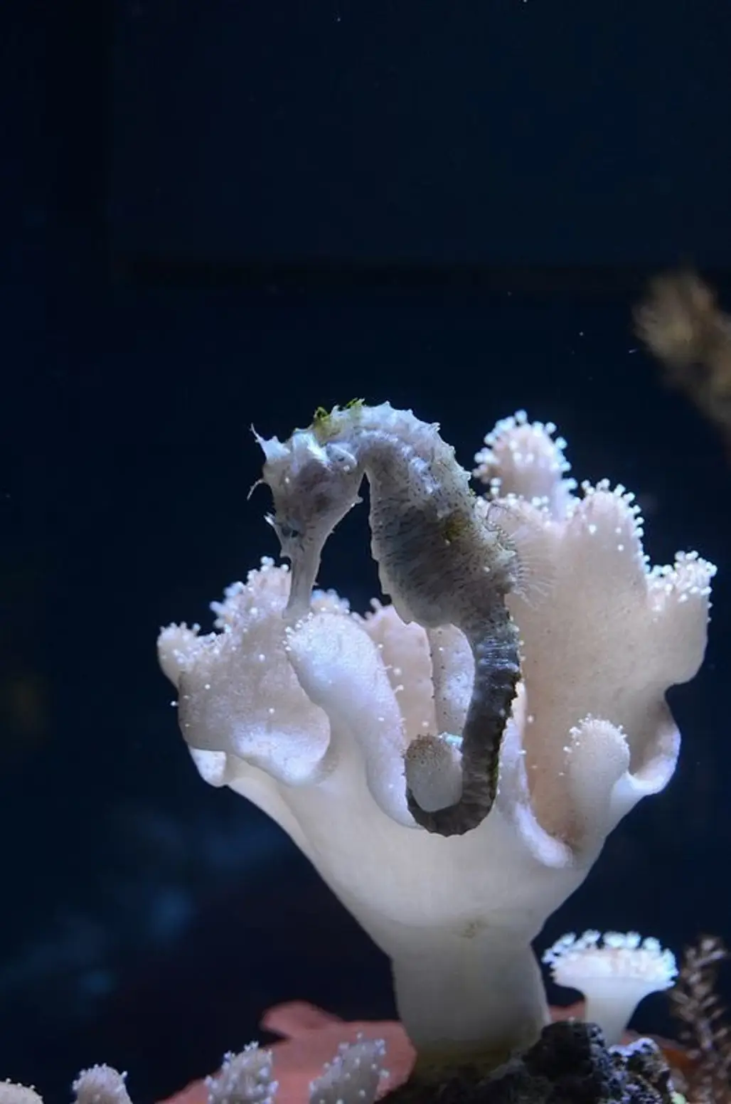 Another Seahorse