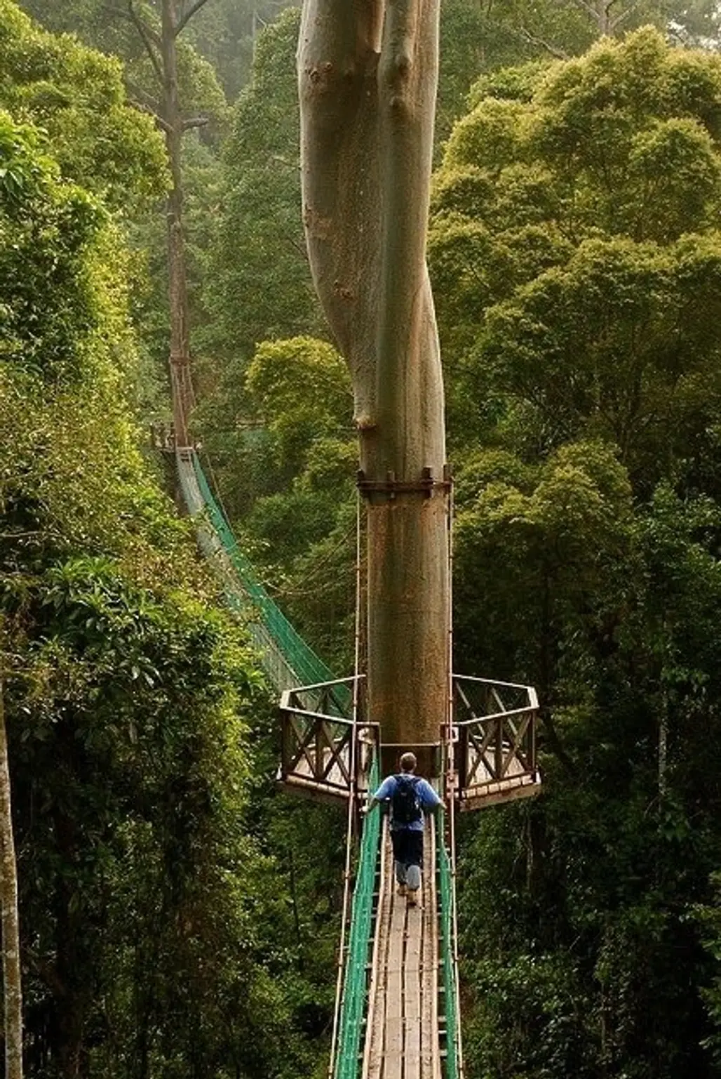 Borneo Rainforest Canopy Walkway