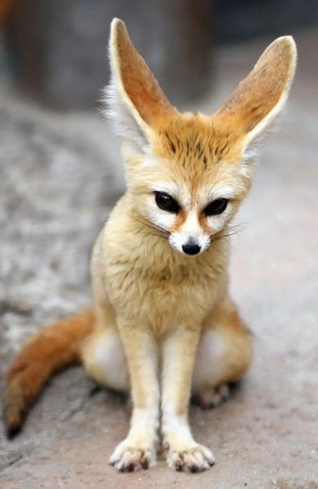 The Fennec Fox