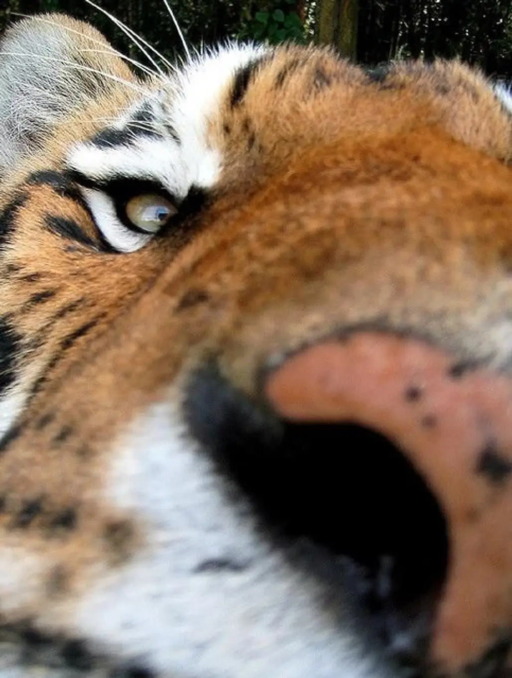 Tiger Selfie?