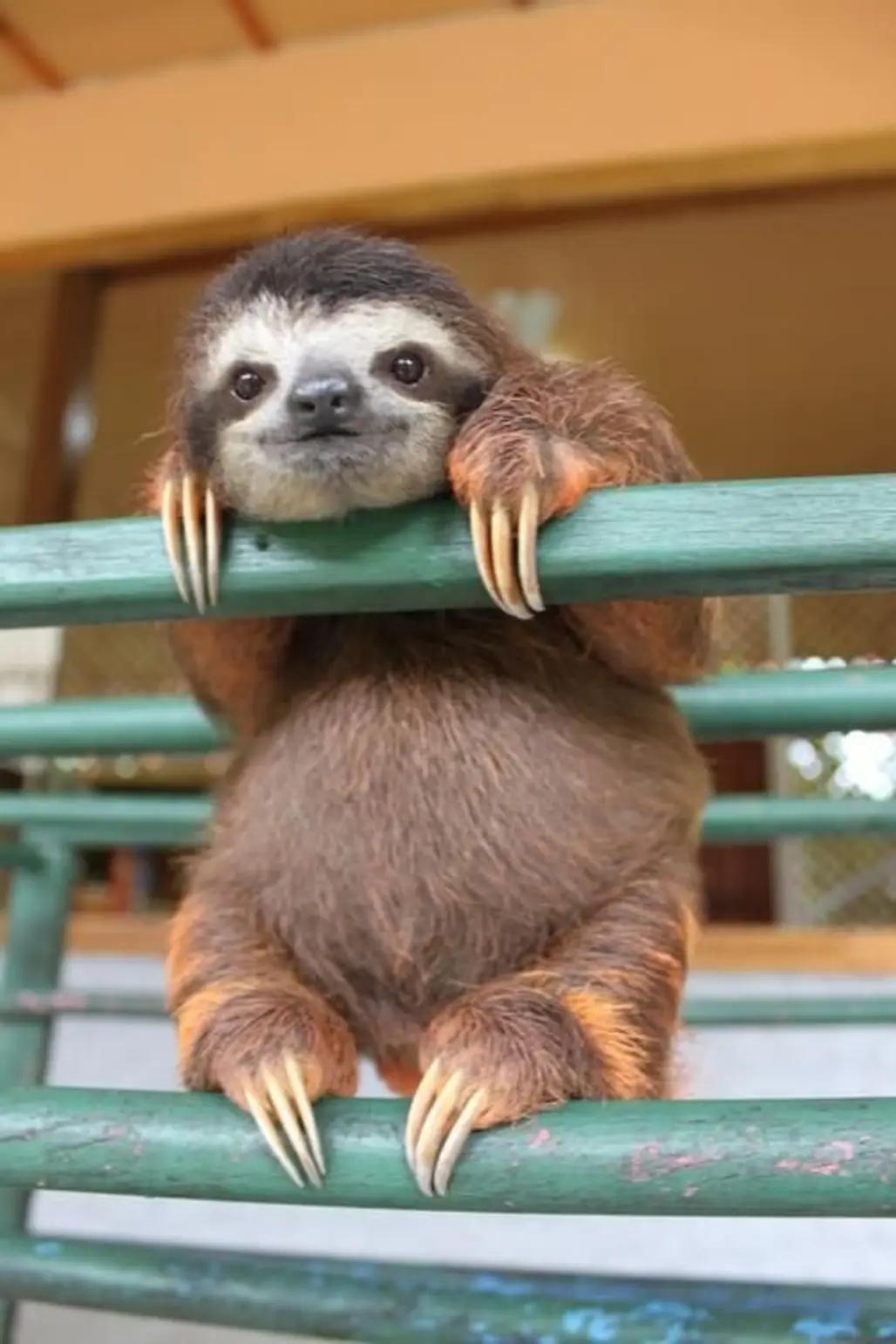 "I'm a Three-toed Sloth. I'll Spend My Life Hangin' around so I Might as Well Start Early"
