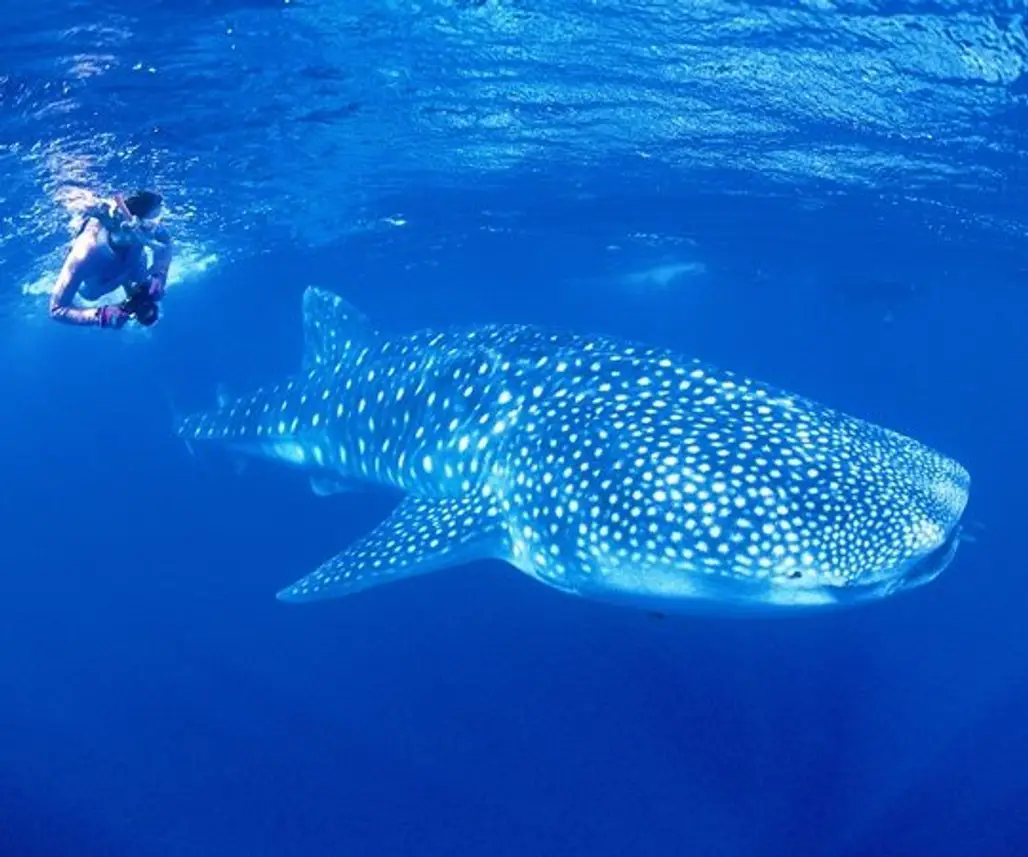 Swim with the Ocean’s Gentle Giants on Ningaloo Reef