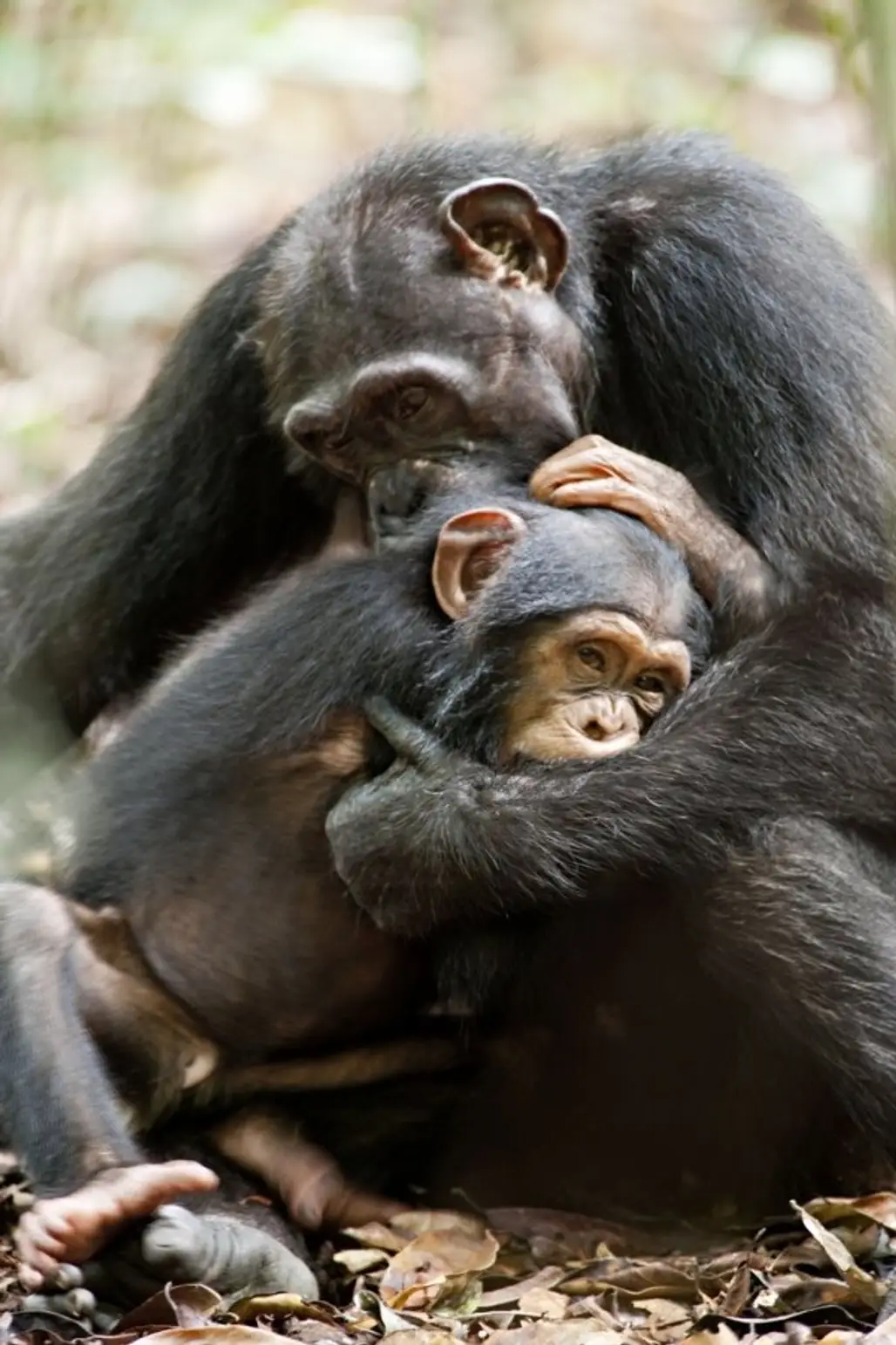Safe in Mom's Arms