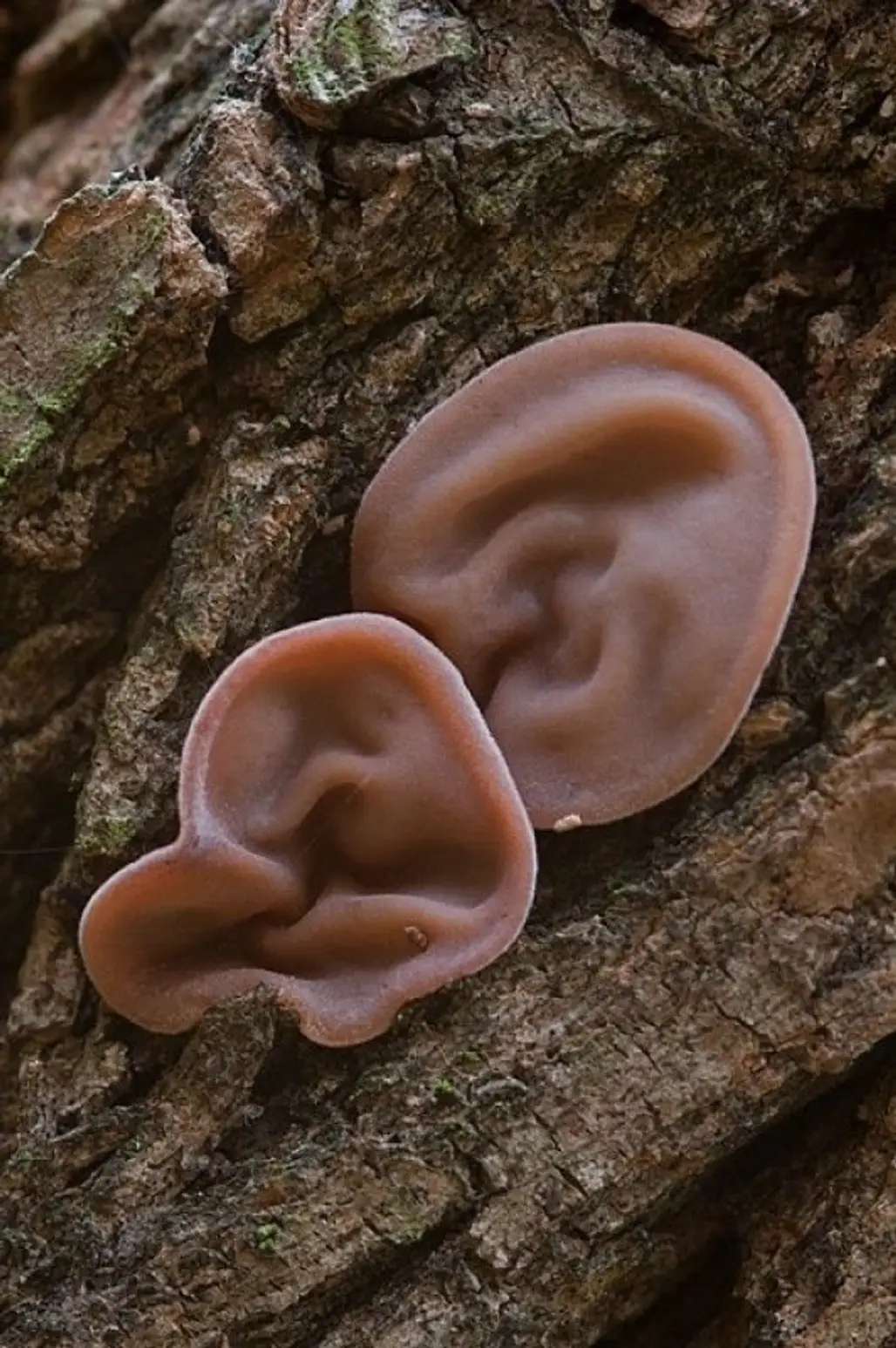 Jelly Ear Mushroom