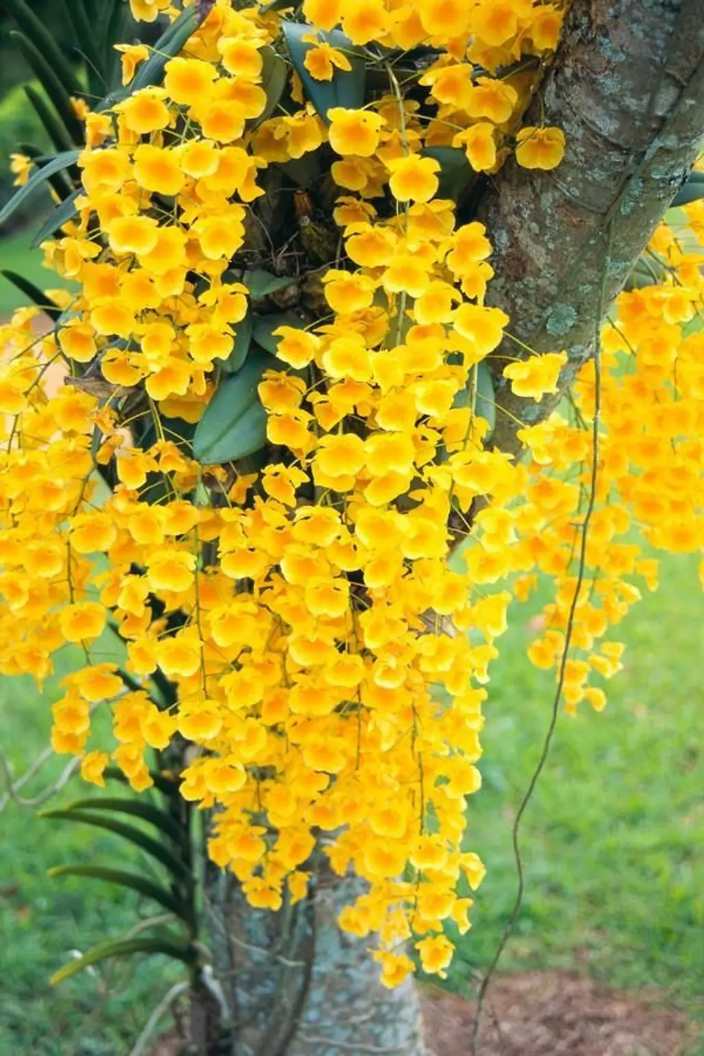 Wild Yellow Orchids