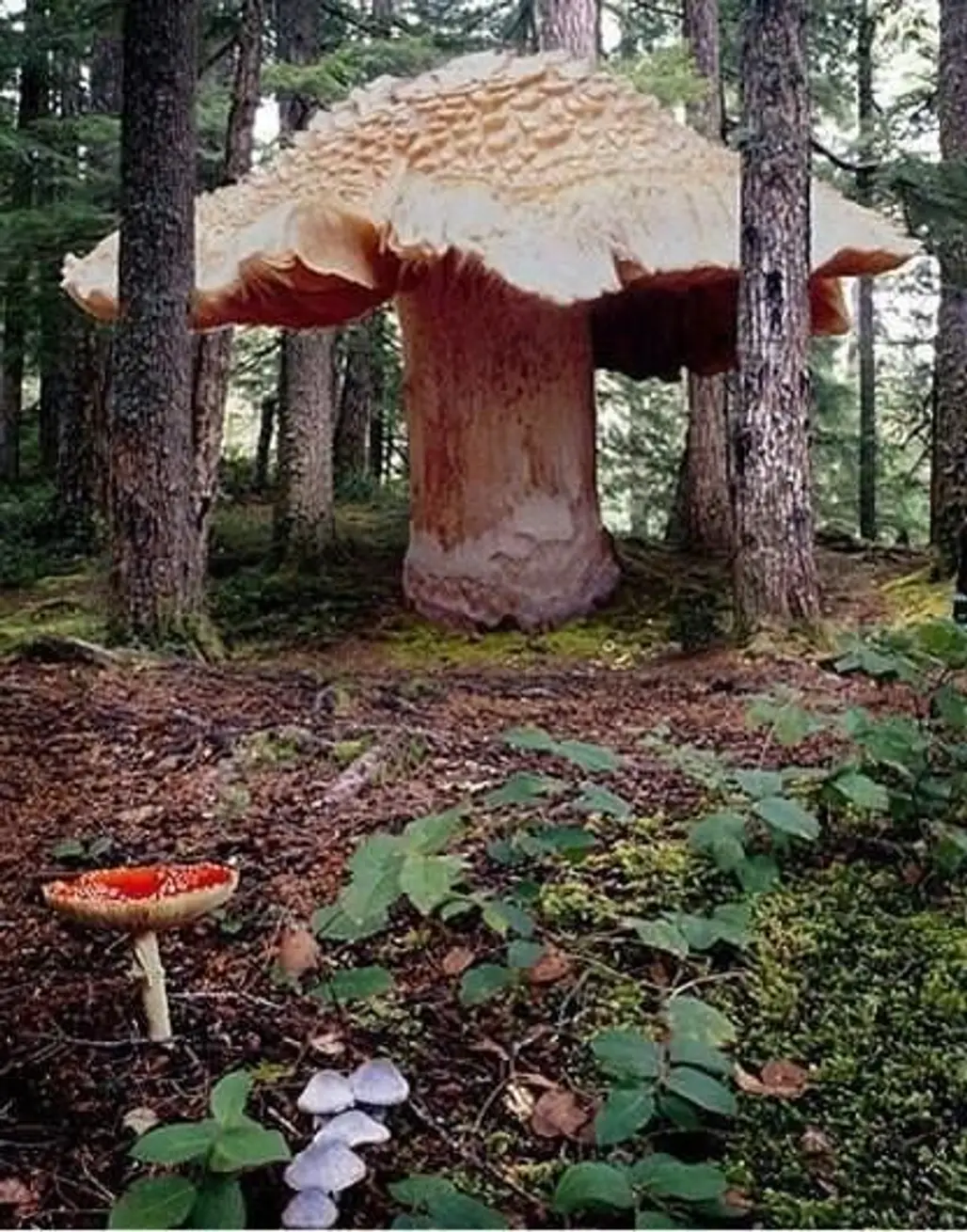 Giant Honey Mushroom