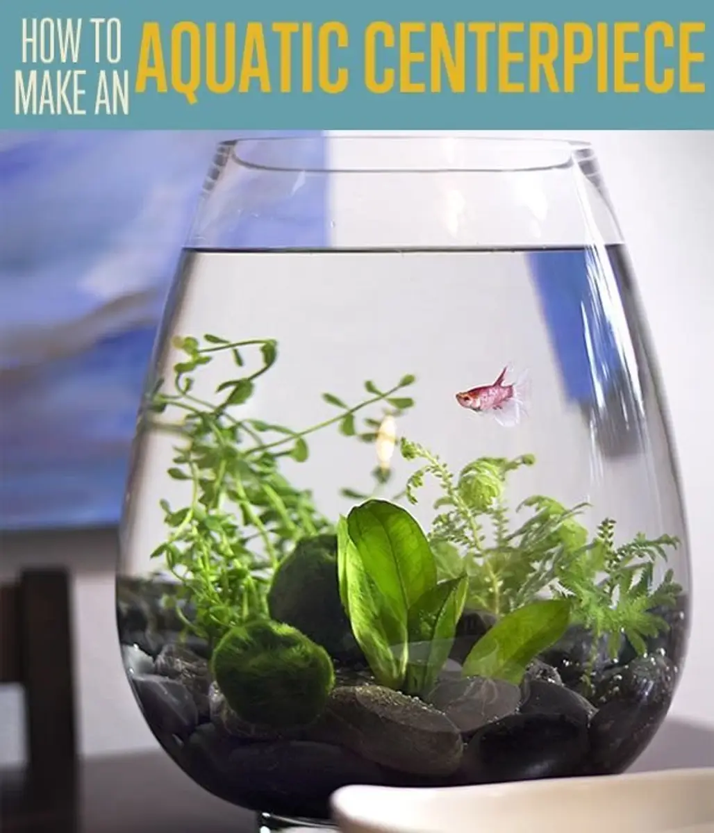 How to Make an Aquatic Centerpiece