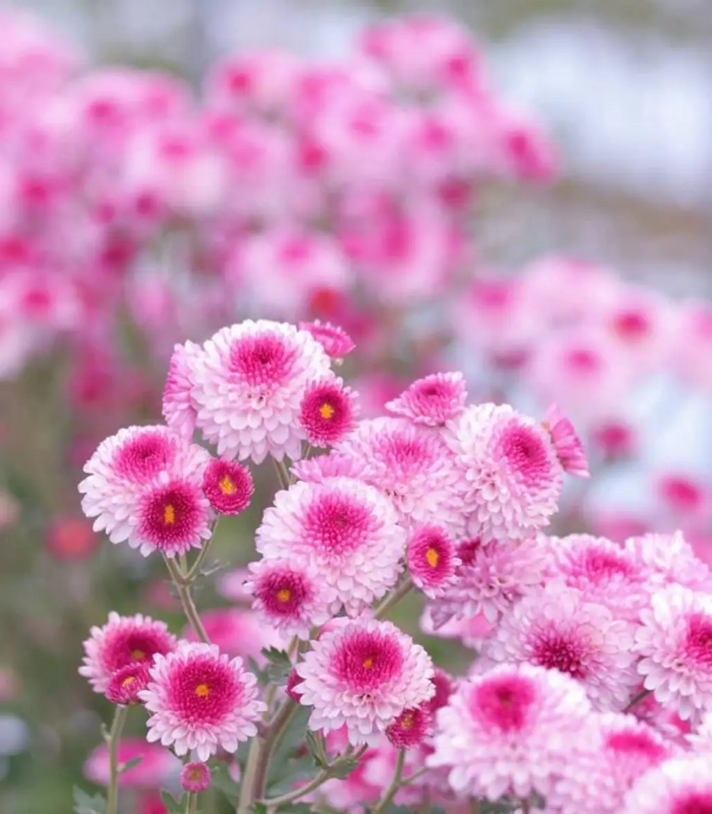 flower, pink, flowering plant, plant, flora,