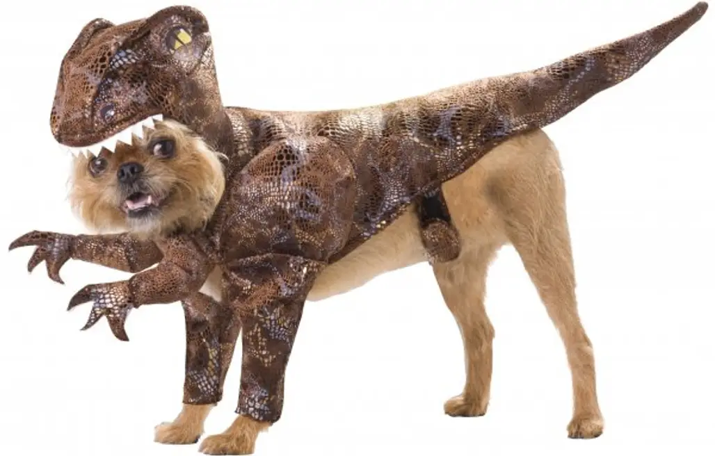 Raptor Dog Costume, Small