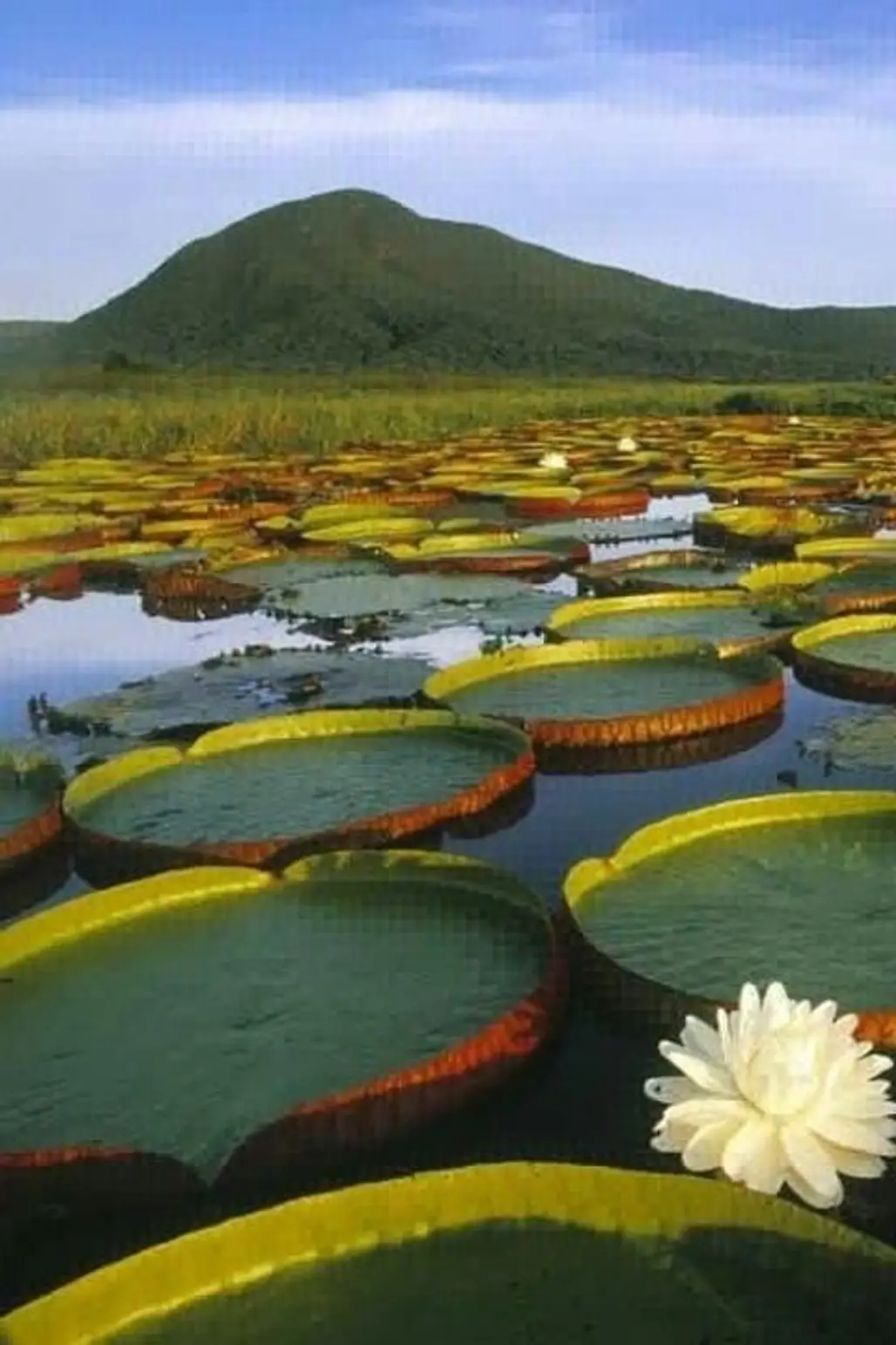 Vitória Régia Water Lily in the Pantanal - the World's Largest Wetland Area