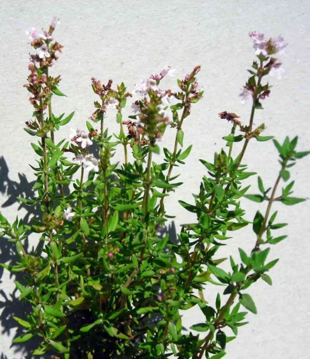 Thyme Leaves to Heal Athlete's Foot