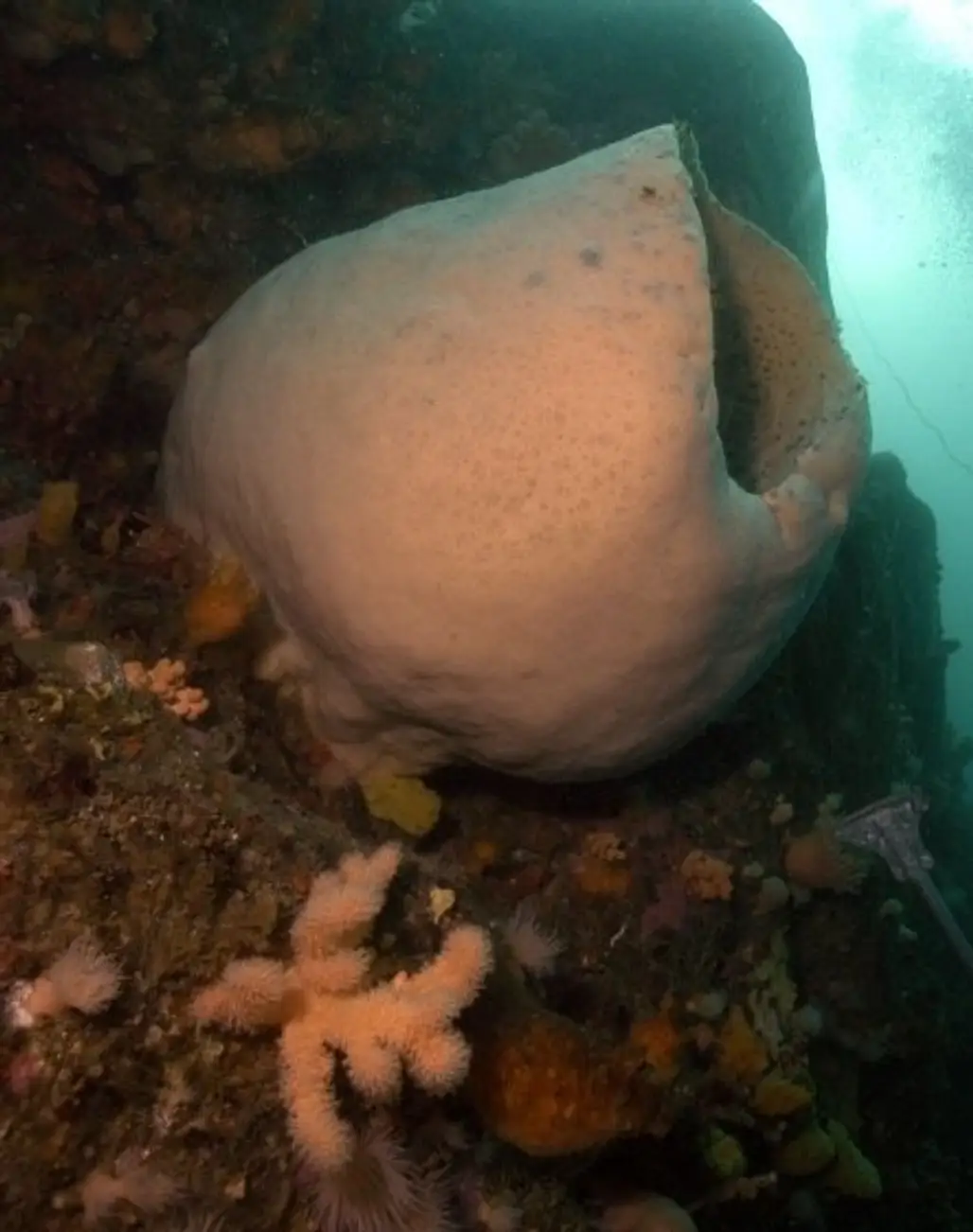The Antarctic Sponge