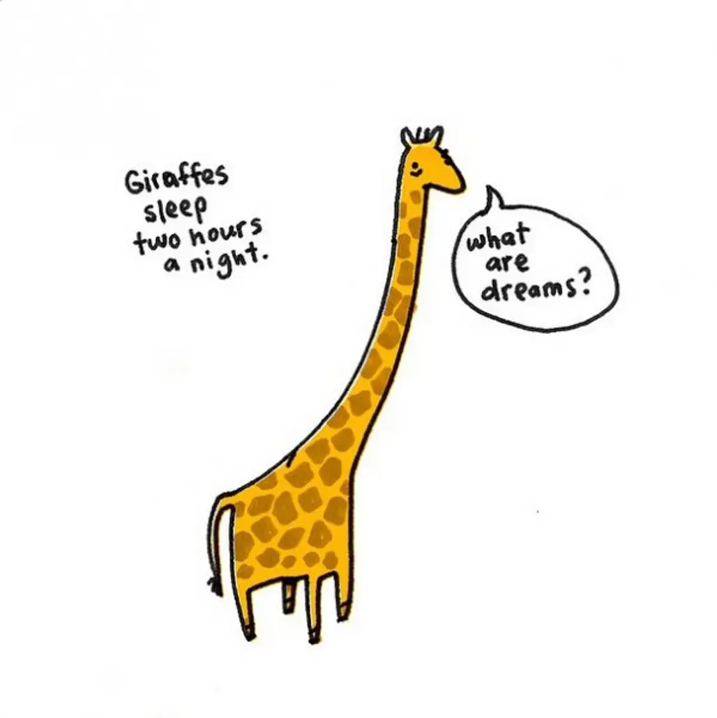 About Giraffes