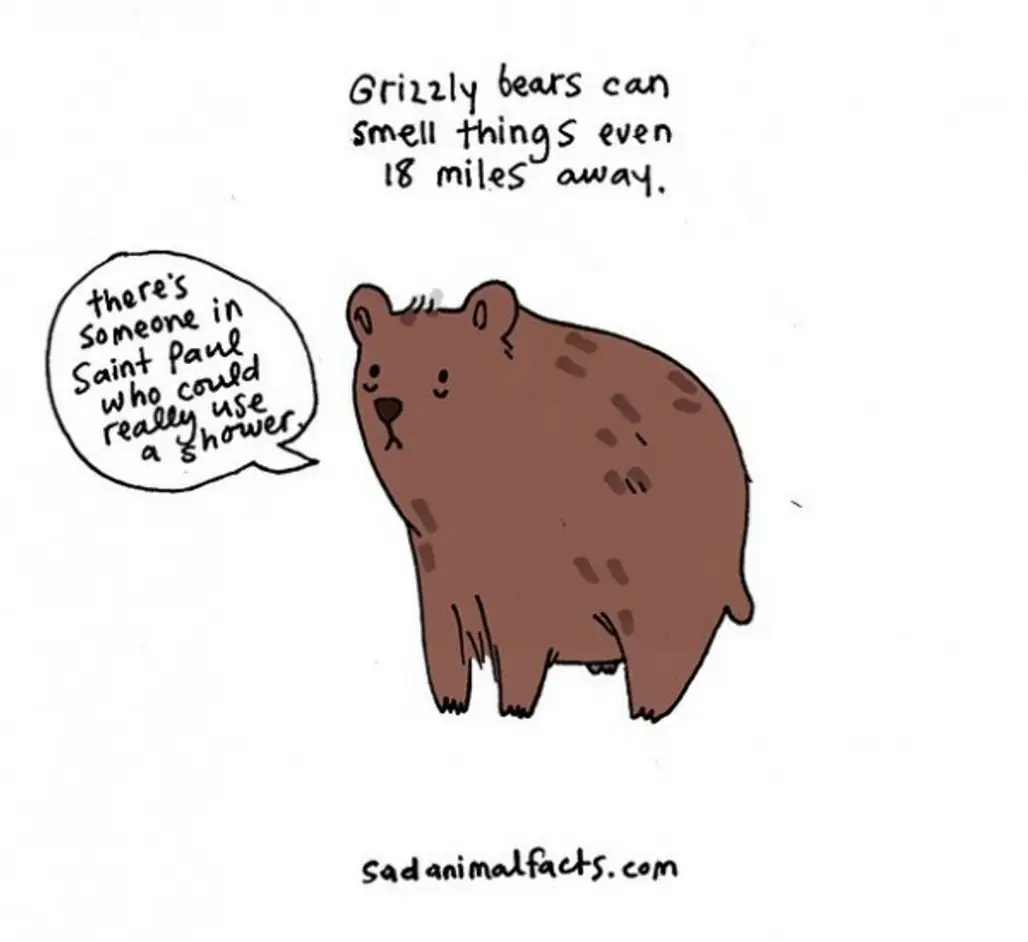 About Grizzly Bears