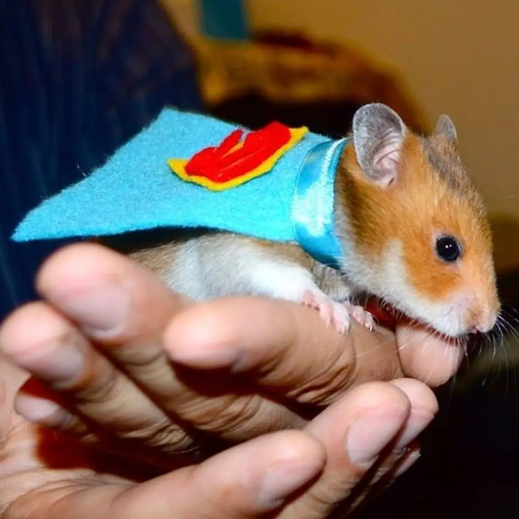Hamster in a Costume