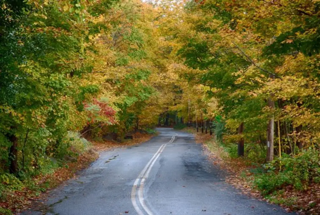 road, tree, autumn, leaf, season,