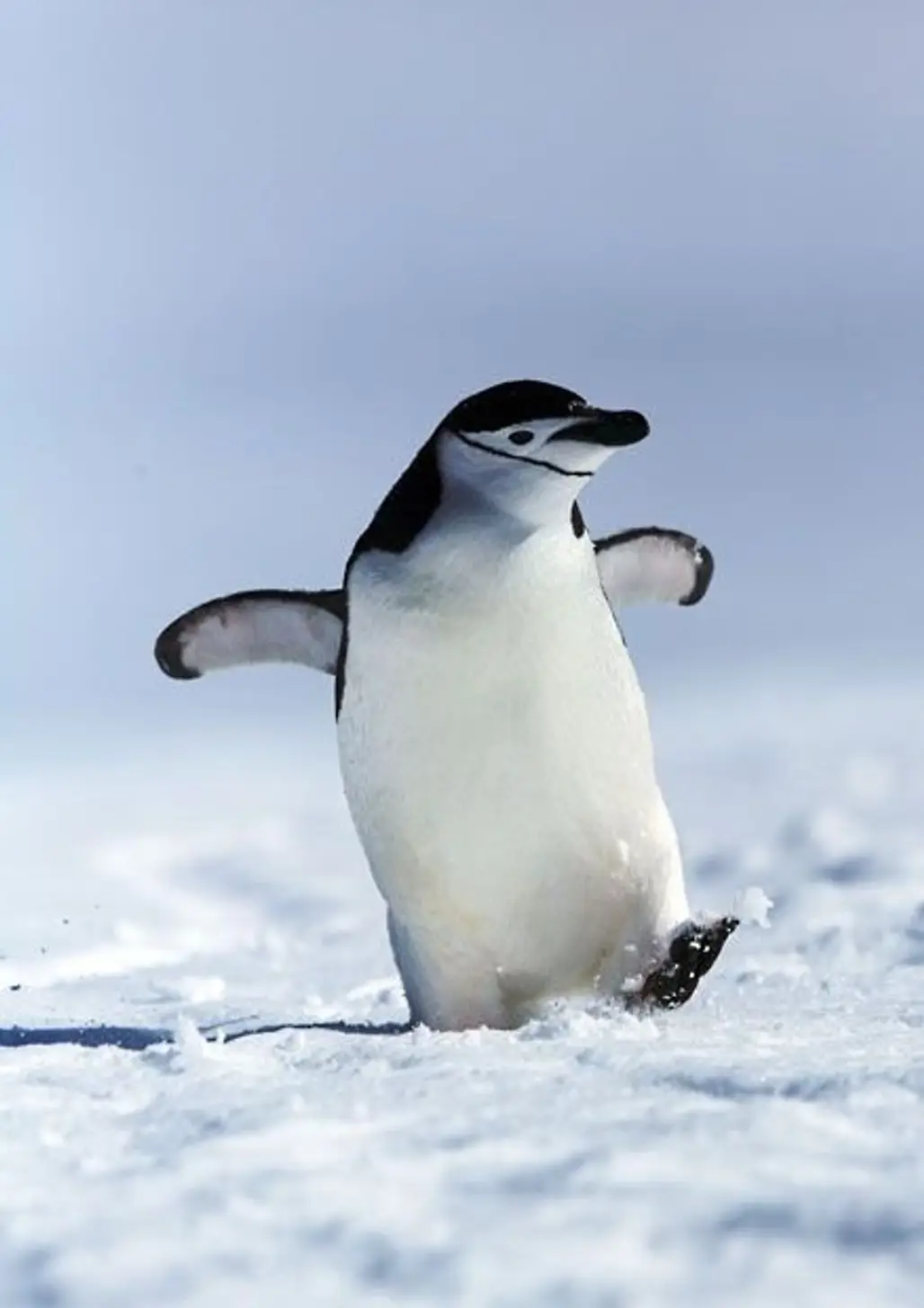 "I'm Auditioning for the New Happy Feet the Sequel"