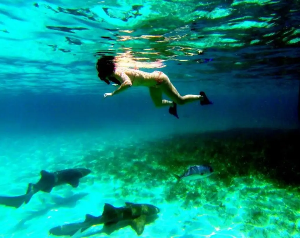 Rub the Belly of a Giant Nurse Shark or Two in Ambergris Caye, Belize