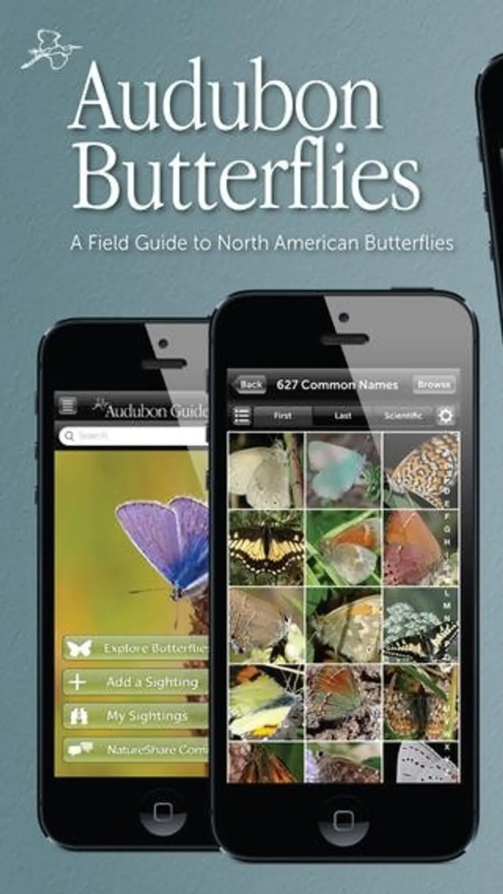 Audubon Butterflies - a Field Guide to North American Butterflies