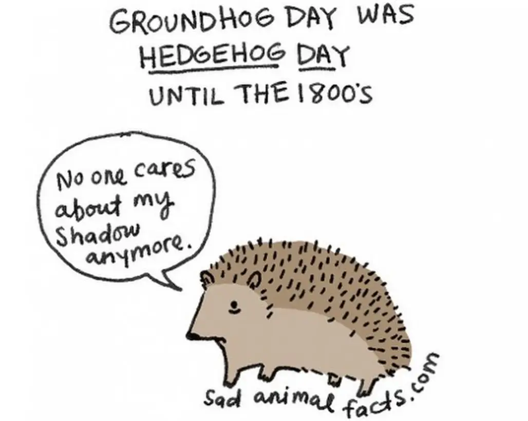 About Hedgehogs