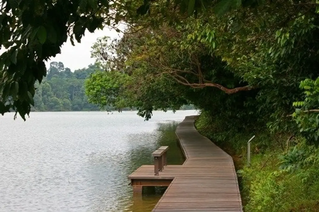 Singapore – MacRitchie Reservoir Loop