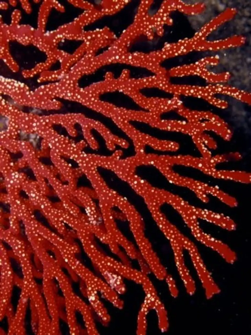 Bright Red Gorgonian Soft Coral Flares