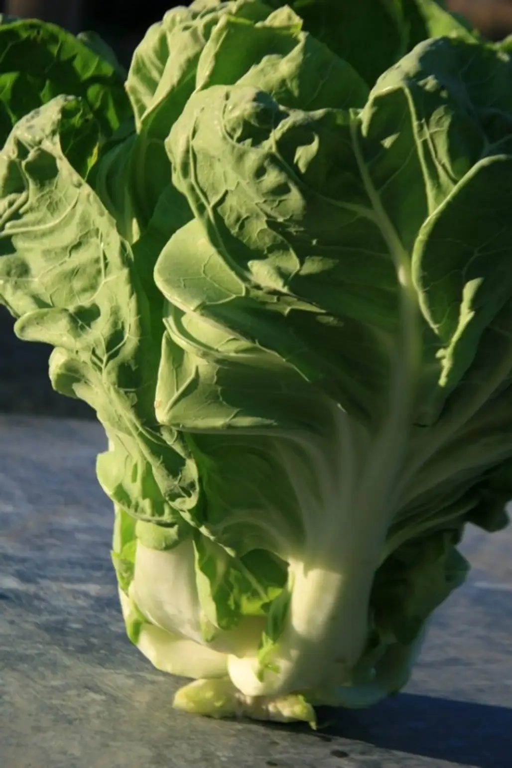 Portugal Cabbage