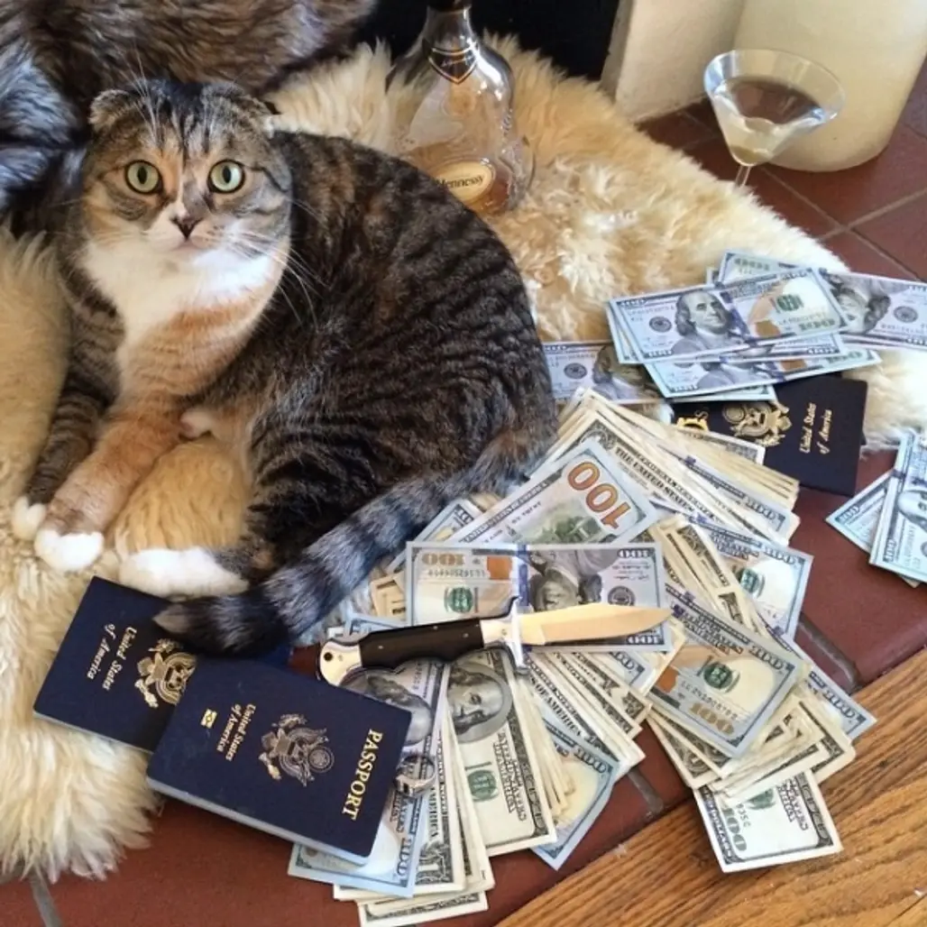 cat,cash,small to medium sized cats,kitten,PASSPORT,