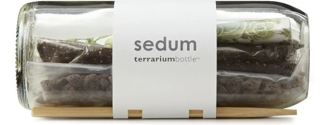 Sedum Terrarium Bottle