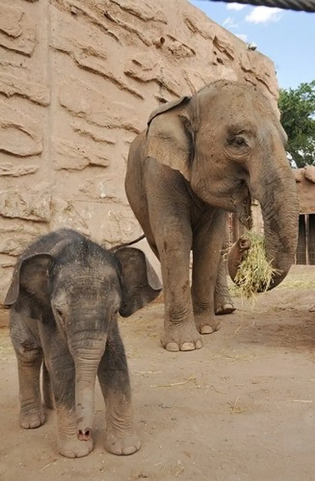 Visit an Elephant Sanctuary