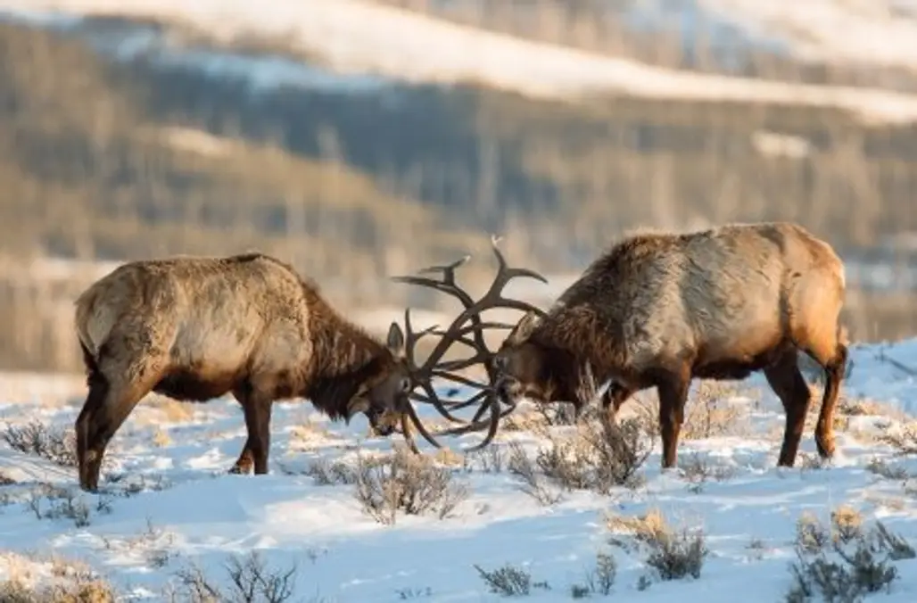 Visit Yellowstone in Winter