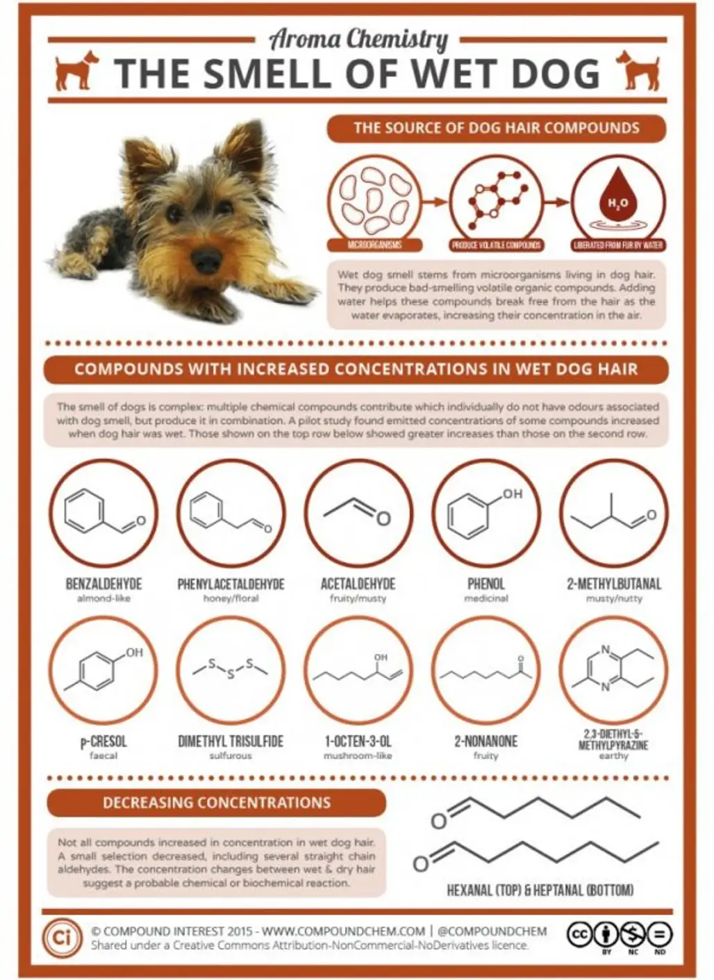 The Chemistry behind the Smell of Wet Dogs