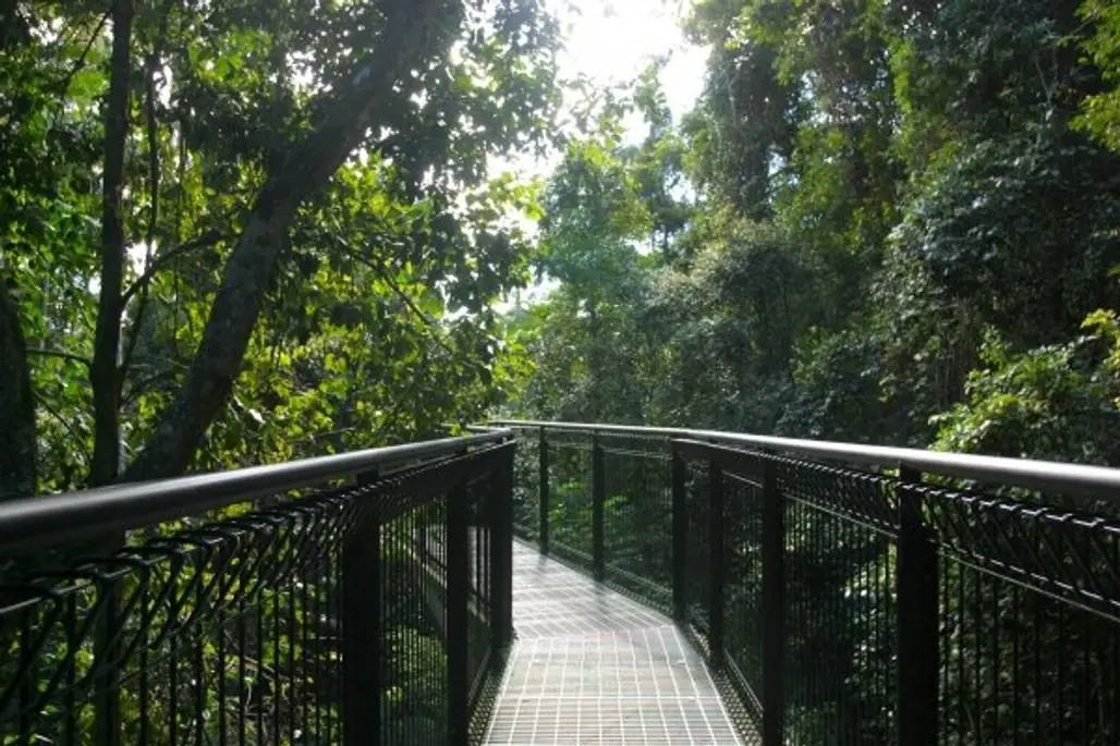 Head for the Trees at Tamborine Rainforest Skywalk