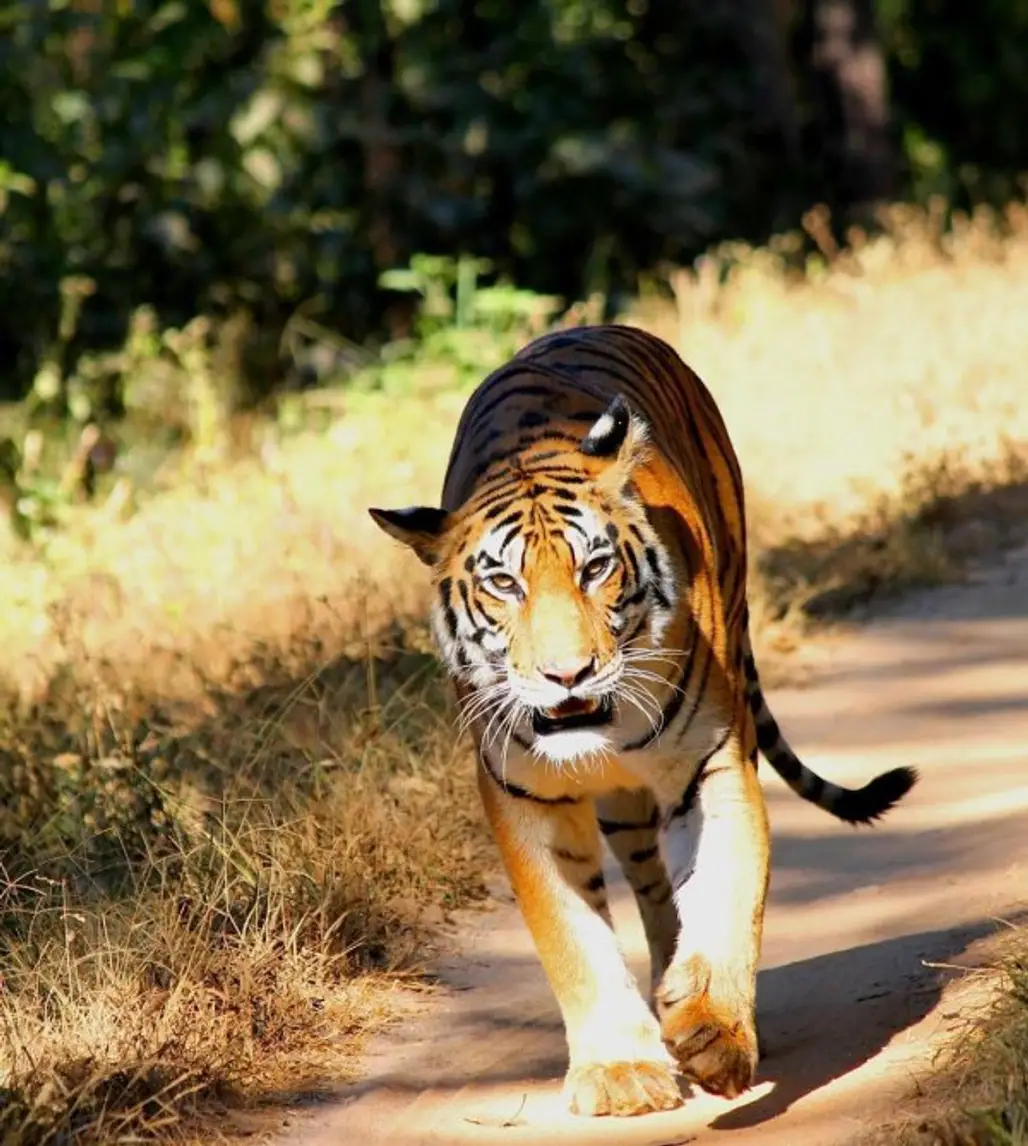 tiger, mammal, vertebrate, wildlife, fauna,