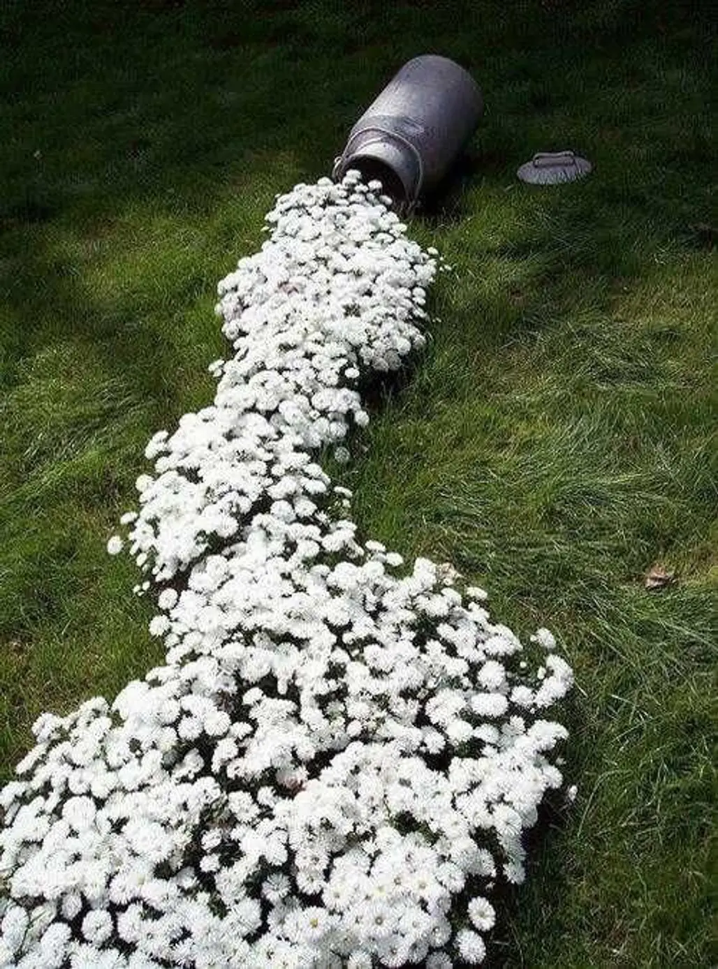 Spilled Flowers