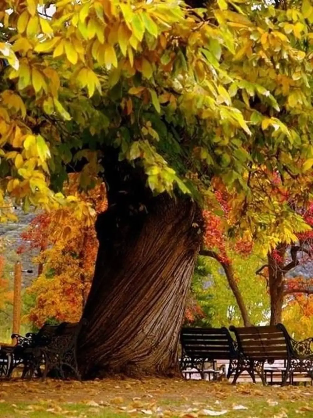 Beautiful Fall Tree in the Park