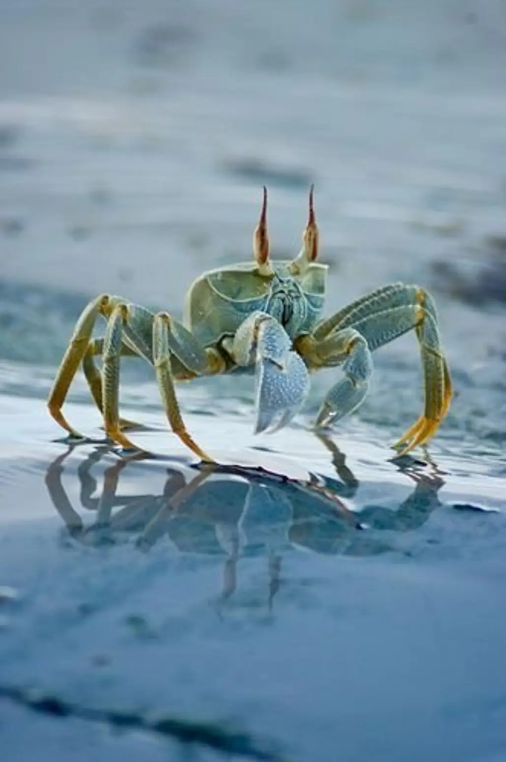 Crab on the Sand