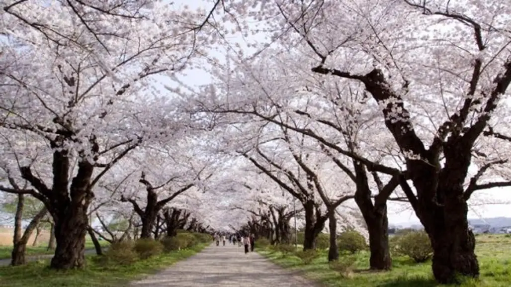 Kitakami Tenshochi Cherry Blossom Festival Kitakami, Iwate Prefecture, Japan
