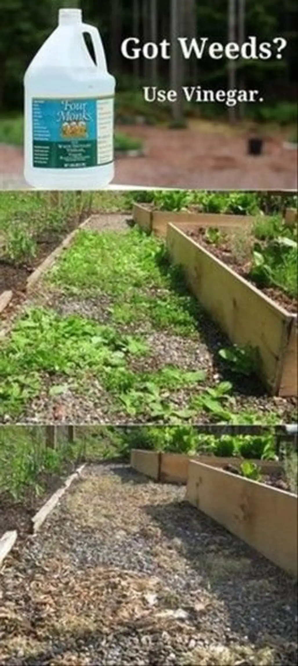 Kill Weeds with Vinegar