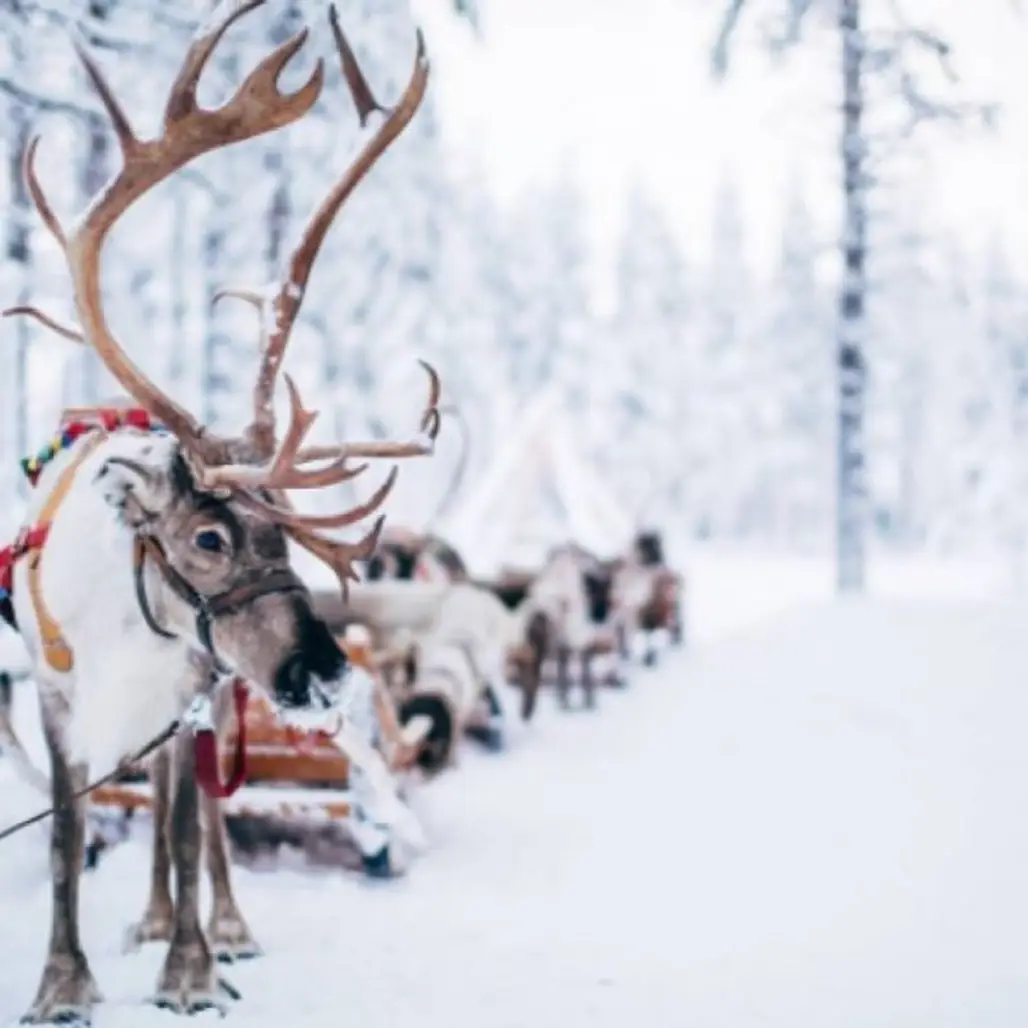 reindeer, deer, mammal, snow, winter,