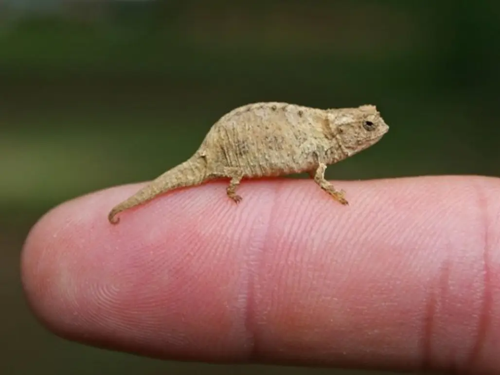 The Brookesia Minima Chameleon
