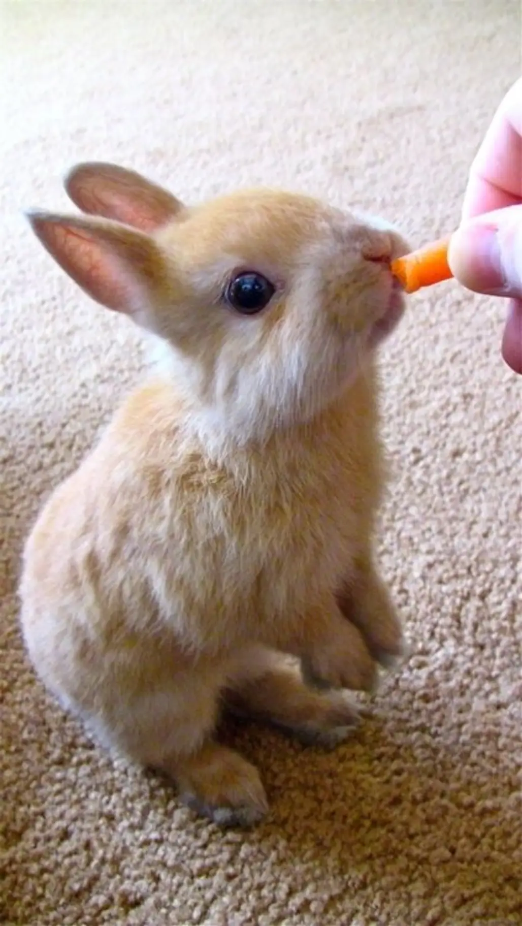 Carrot?